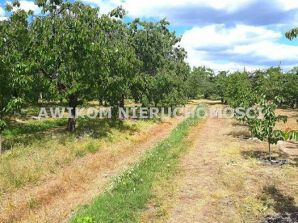 Działka siedliskowa Kornelówka gm. Pniewy