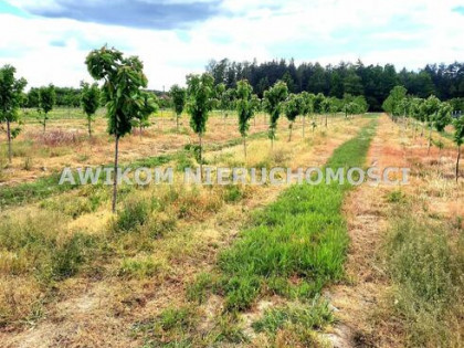 Działka siedliskowa Kornelówka gm. Pniewy