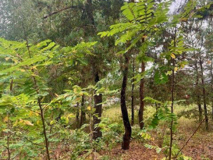 Działka budowlana Warszawa Wesoła