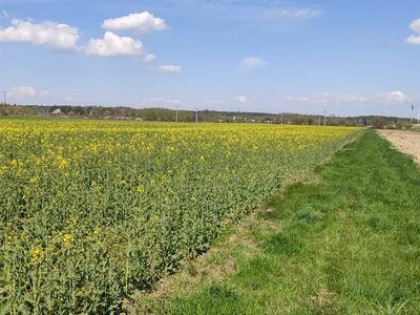 Działka z warunkami zabudowy