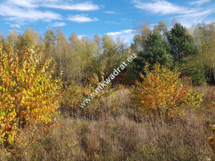 Urocza działka w otulinie lasu z MPZP zab. jednoro