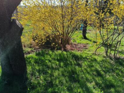 Sprzedam działkę rekreacyjną ROD Wójtowa Wieś