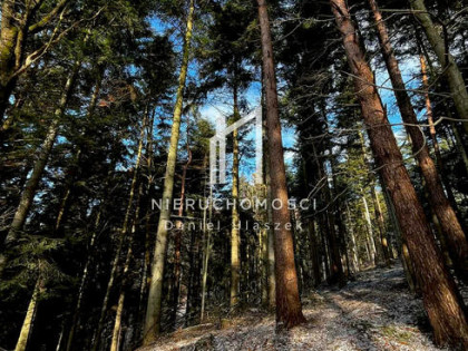 Działka leśna Pietrusza Wola gm. Wojaszówka