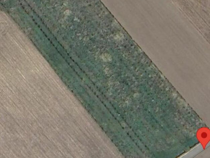 Sprzedam sad czereśni