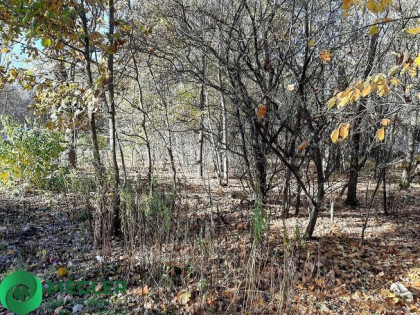 Działka w otulinie Lasu Młochowskiego