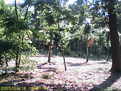 działka lesna budowlana