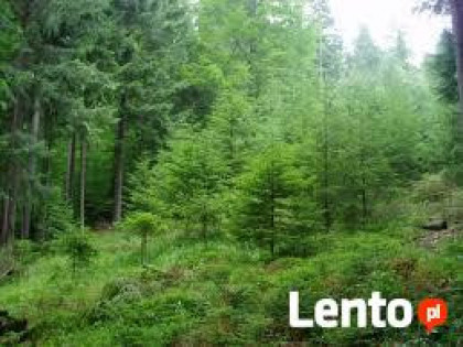 Sprzedam działkę leśną w górach