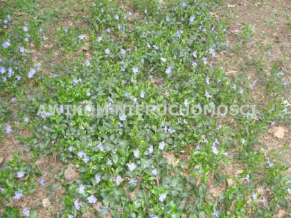 Działka budowlana Ojrzanów gm. Żabia Wola