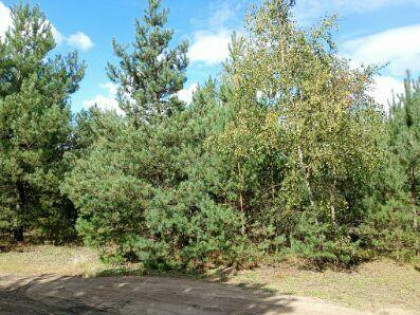 Malownicza działka 1001m2 pod Toruniem