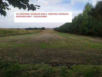 Działka Budowlana - usługowa Urzędów Różana 36 ar