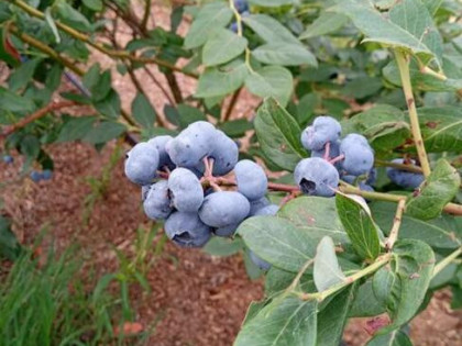 Dochodową działkę z plantacją borówki amerykańskiej sprzedam