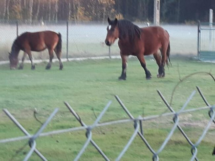 Sprzedam Siedlisko z domem URLE/Warszawa