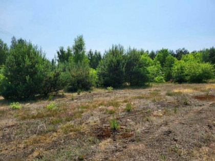 Przepięknie położona działka przy ścianie lasu