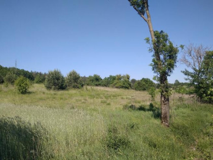 TANIA Dz. bud., Łęgowo, woj. Lubuskie, 36972zł