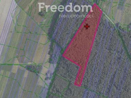 ???? LAS NA SPRZEDAŻ – OLĘDY, GM. MORDY – 3,64 HA