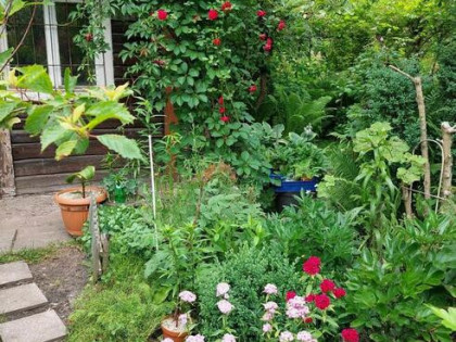 Działka ROD w centrum Krakowa