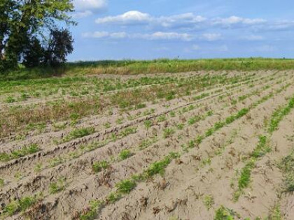 Działka budowlana Podolszyn gm. Lesznowola