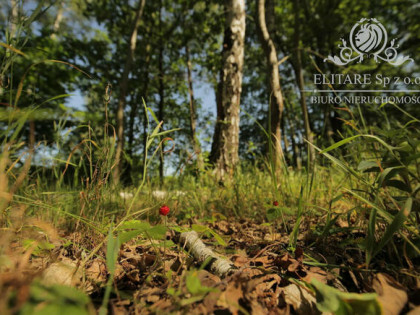 Piękny dom w zabudowie bliźniaczej z garażem i ogrodem/Siechnice