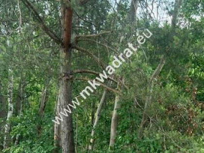 Ładna zalesiona działka z MPZP Ojrzanów