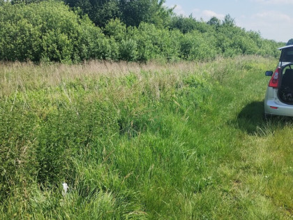 W pobliżu stawu Borowiec-malownicza części m.Gołąb