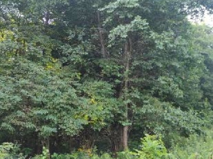 Nieruchomość - Bielsko-Biała