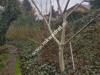 Działka dom 2 -lokalowy  ul Orzeszkowej