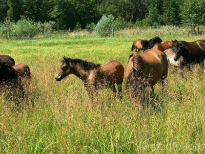 Oferta na pensjonat dla koni…