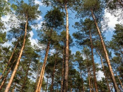 Sprzedam działkę budowlaną