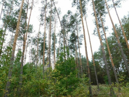 Syndyk sprzeda - Nowe Miasto nad Pilicą