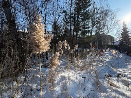 Działka budowlana Warszawa Wesoła, Zielona