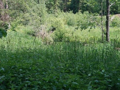 Atrakcyjna , duża działka rolna - gm. NAREW