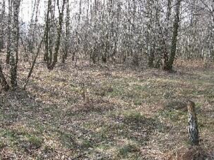 Działka Stare Budy gm. Jaktorów