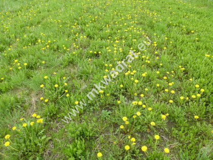 działka pod dom 2-lokalowy