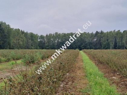 Duża działka, OSIEDLE/USŁUGI, MPZP - OKAzJA!