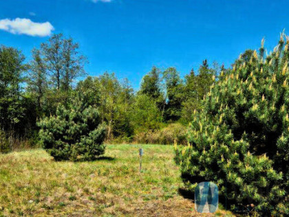 Działka siedliskowa Zambski Kościelne gm. Obryte,