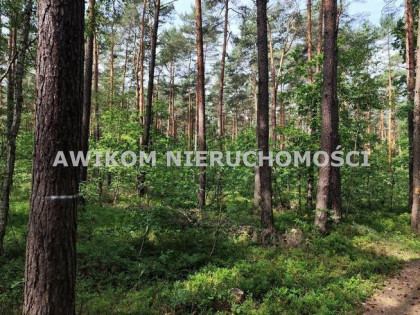 Działka leśna Grabina Radziwiłłowska gm. Puszcza Mariańska