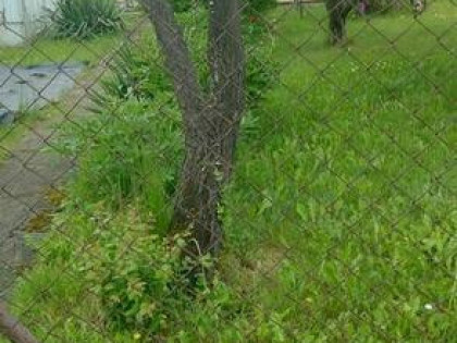 SPRZEDAM DZIAŁKĘ ROD STARE STAWY OŚWIĘCIM