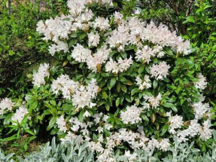 Działka rekreacyjna na sprzedaż