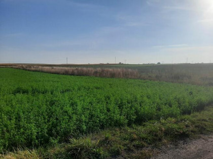 Działka 1532 m2, Głogowo, 115 000