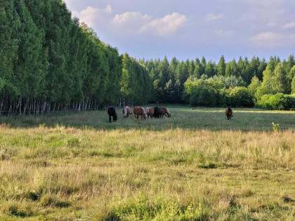Działka leśna 93 tys zł bezpośrednio od właściciela