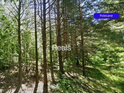 Działka 1402 m2 Narew, las, MPZP gm. Różan.