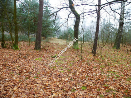działka leśna z prawem zabudowy