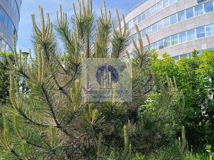 Lokal Warszawa Włochy ul. Krańcowa