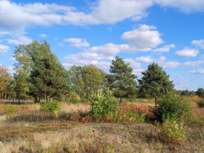 2218 M² (MPZP) | KWADRATOWA DZIAŁKA | KRZAKI CZAPLINKOWSKIE