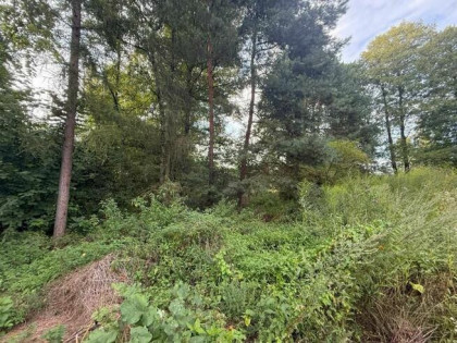 Syndyk sprzeda udział ½ w działce leśnej