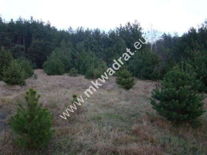 Zalesie działka 1243m2