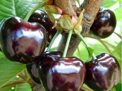 Arciechów budowlana 1220 m2.