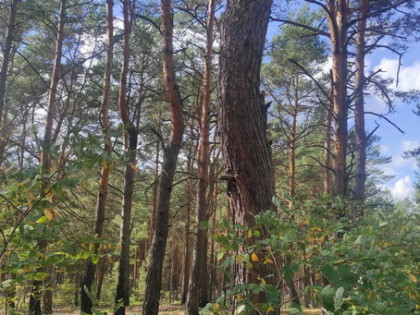 Działka dla miłośników natury i spokoju, Radzymin