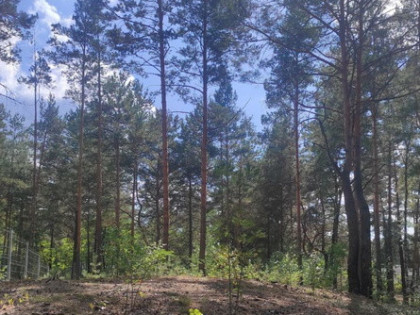 Działka dla miłośników natury i spokoju, Radzymin