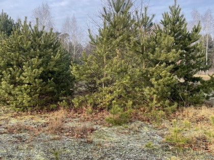 Działka 2050 m² pod zabudowę letniskową.